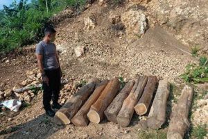 Polres Malang Berhasil Amankan Dua DPO Diduga Pelaku Illegal Logging